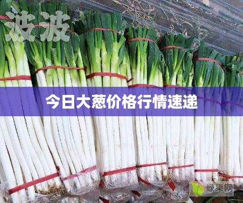 今日大蔥價(jià)格行情速遞