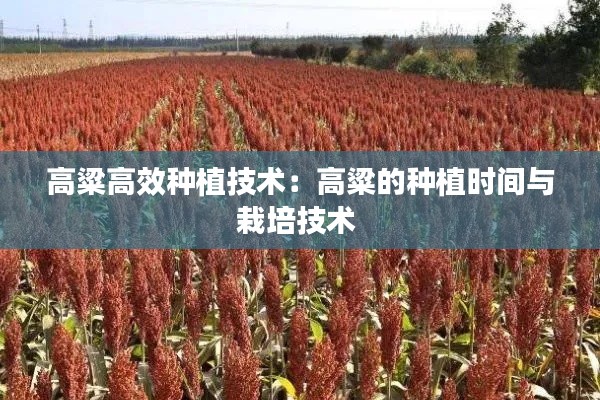 高粱高效種植技術(shù)：高粱的種植時(shí)間與栽培技術(shù) 