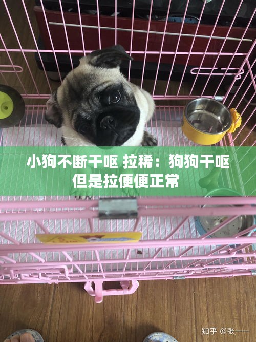 小狗不斷干嘔 拉?。汗饭犯蓢I但是拉便便正常 