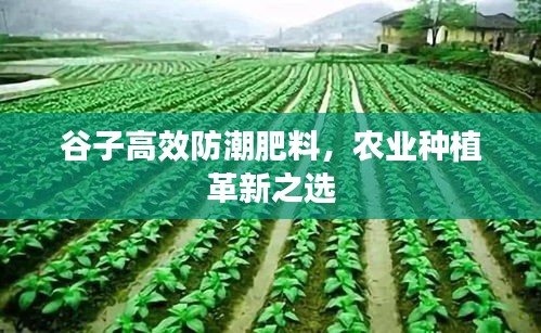 谷子高效防潮肥料，農(nóng)業(yè)種植革新之選