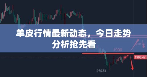 羊皮行情最新動態(tài)，今日走勢分析搶先看