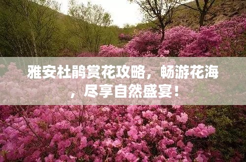 雅安杜鵑賞花攻略，暢游花海，盡享自然盛宴！