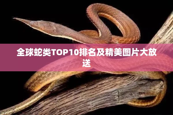 全球蛇類(lèi)TOP10排名及精美圖片大放送