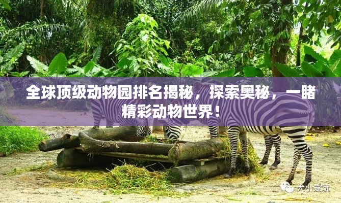 全球頂級(jí)動(dòng)物園排名揭秘，探索奧秘，一睹精彩動(dòng)物世界！