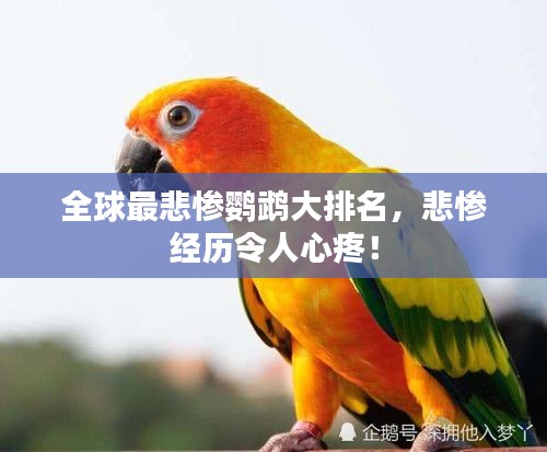 全球最悲慘鸚鵡大排名，悲慘經(jīng)歷令人心疼！