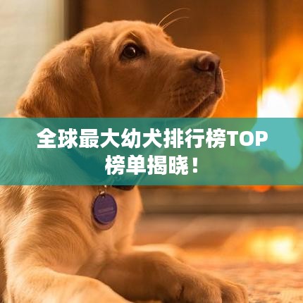 全球最大幼犬排行榜TOP榜單揭曉！