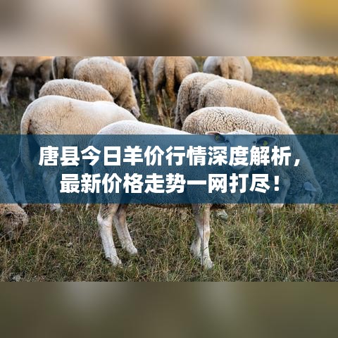 唐縣今日羊價行情深度解析，最新價格走勢一網(wǎng)打盡！