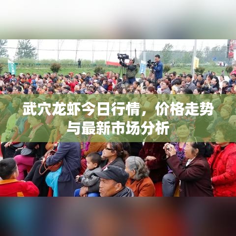 武穴龍蝦今日行情，價格走勢與最新市場分析