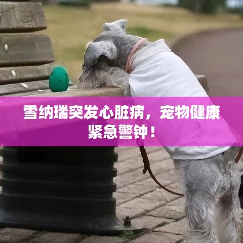 雪納瑞突發(fā)心臟病，寵物健康緊急警鐘！