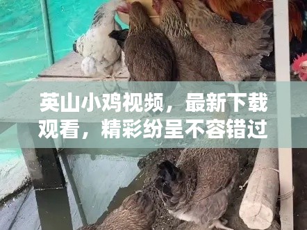 英山小雞視頻，最新下載觀看，精彩紛呈不容錯(cuò)過