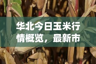 華北今日玉米行情概覽，最新市場(chǎng)動(dòng)態(tài)與走勢(shì)分析