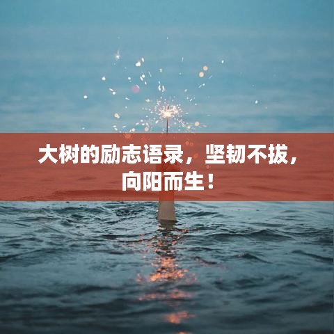 大樹的勵(lì)志語(yǔ)錄，堅(jiān)韌不拔，向陽(yáng)而生！