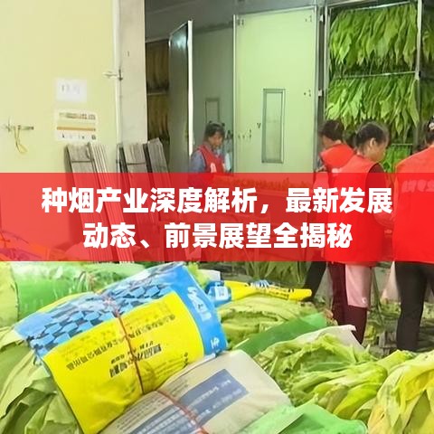 種煙產(chǎn)業(yè)深度解析，最新發(fā)展動(dòng)態(tài)、前景展望全揭秘