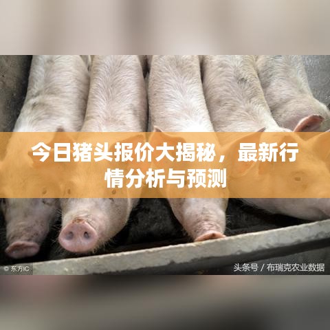 今日豬頭報價大揭秘，最新行情分析與預(yù)測