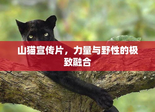 山貓宣傳片，力量與野性的極致融合