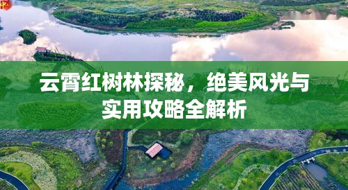 云霄紅樹林探秘，絕美風(fēng)光與實(shí)用攻略全解析