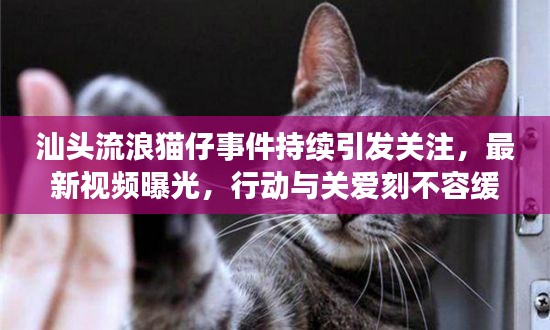 汕頭流浪貓仔事件持續(xù)引發(fā)關(guān)注，最新視頻曝光，行動與關(guān)愛刻不容緩