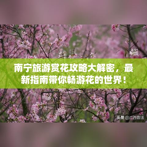 南寧旅游賞花攻略大解密，最新指南帶你暢游花的世界！