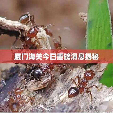廈門(mén)海關(guān)今日重磅消息揭秘