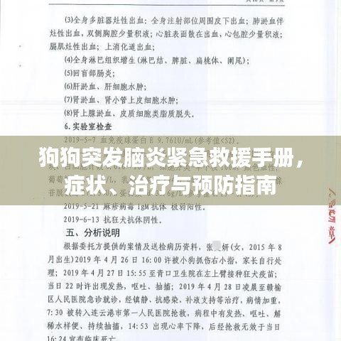 狗狗突發(fā)腦炎緊急救援手冊，癥狀、治療與預(yù)防指南