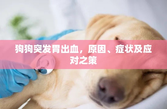 狗狗突發(fā)胃出血，原因、癥狀及應(yīng)對(duì)之策