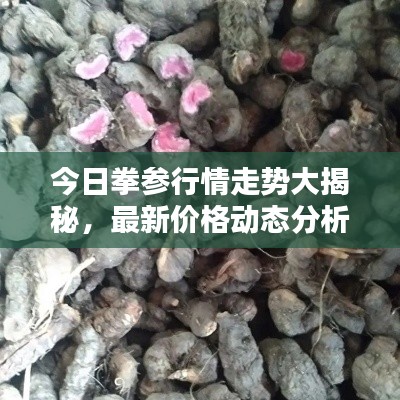 今日拳參行情走勢(shì)大揭秘，最新價(jià)格動(dòng)態(tài)分析！