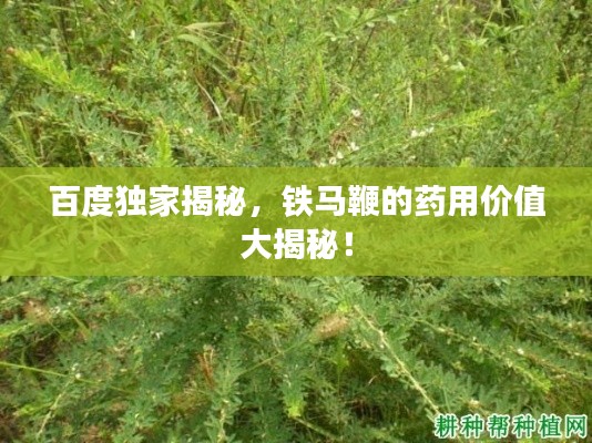 百度獨(dú)家揭秘，鐵馬鞭的藥用價(jià)值大揭秘！