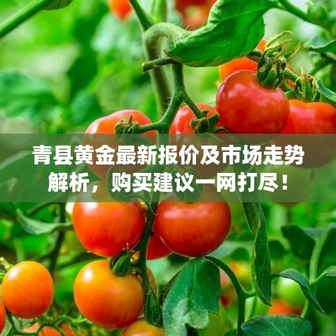 青縣黃金最新報(bào)價(jià)及市場(chǎng)走勢(shì)解析，購(gòu)買建議一網(wǎng)打盡！