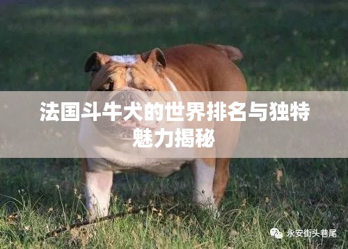 法國(guó)斗牛犬的世界排名與獨(dú)特魅力揭秘