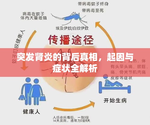 突發(fā)腎炎的背后真相，起因與癥狀全解析