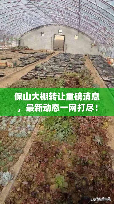 保山大棚轉(zhuǎn)讓重磅消息，最新動態(tài)一網(wǎng)打盡！