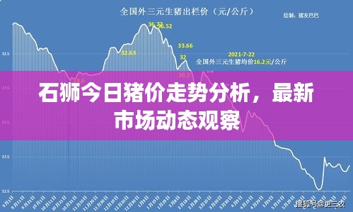 石獅今日豬價走勢分析，最新市場動態(tài)觀察