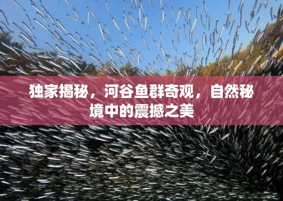 獨(dú)家揭秘，河谷魚(yú)群奇觀，自然秘境中的震撼之美
