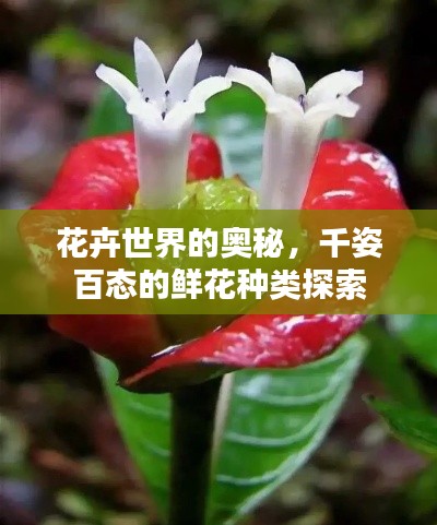 花卉世界的奧秘，千姿百態(tài)的鮮花種類探索