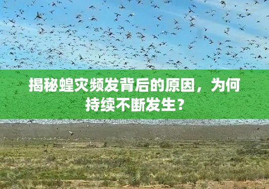 揭秘蝗災(zāi)頻發(fā)背后的原因，為何持續(xù)不斷發(fā)生？