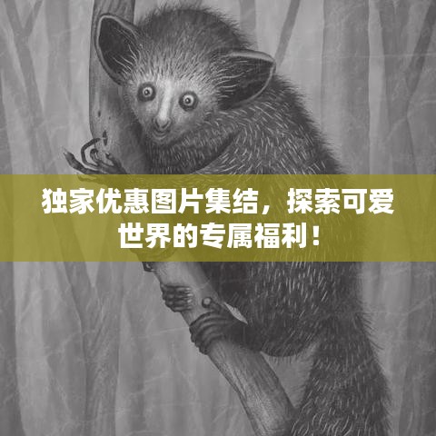 獨(dú)家優(yōu)惠圖片集結(jié)，探索可愛世界的專屬福利！