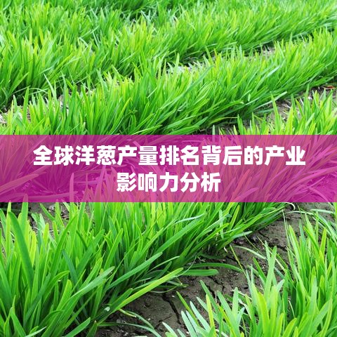 全球洋蔥產(chǎn)量排名背后的產(chǎn)業(yè)影響力分析