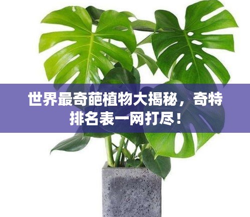 世界最奇葩植物大揭秘，奇特排名表一網(wǎng)打盡！
