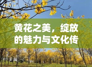 黃花之美，綻放的魅力與文化傳承的力量