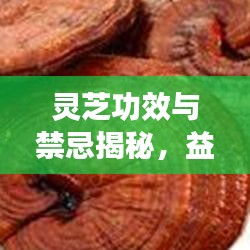 靈芝功效與禁忌揭秘，益處與注意事項深入了解