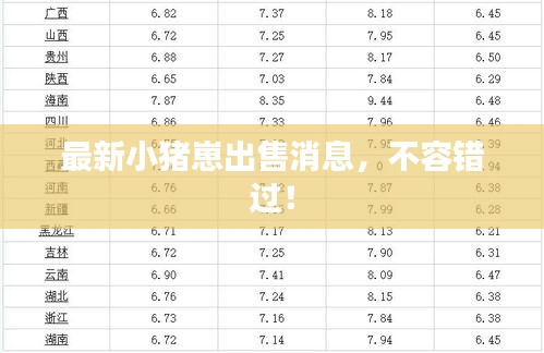 最新小豬崽出售消息，不容錯過！