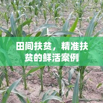 田間扶貧，精準(zhǔn)扶貧的鮮活案例