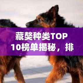 藏獒種類TOP10榜單揭秘，排名前十的藏獒品種盤點(diǎn)
