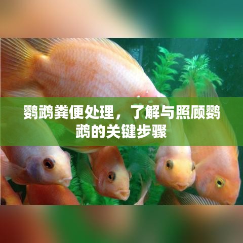 鸚鵡糞便處理，了解與照顧鸚鵡的關(guān)鍵步驟
