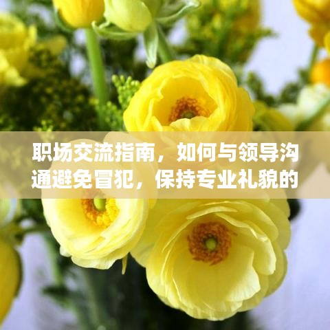 職場(chǎng)交流指南，如何與領(lǐng)導(dǎo)溝通避免冒犯，保持專業(yè)禮貌的表達(dá)方式