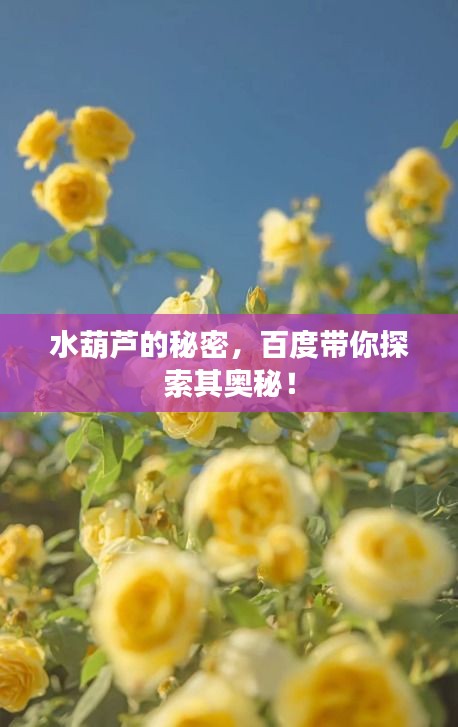 水葫蘆的秘密，百度帶你探索其奧秘！