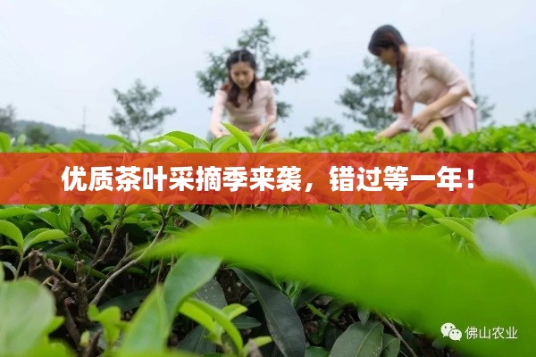 優(yōu)質(zhì)茶葉采摘季來(lái)襲，錯(cuò)過(guò)等一年！