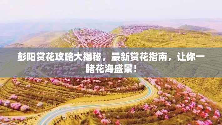 彭陽賞花攻略大揭秘，最新賞花指南，讓你一睹花海盛景！