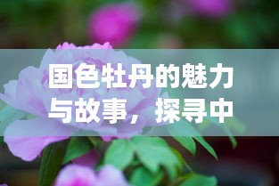 國(guó)色牡丹的魅力與故事，探尋中國(guó)傳統(tǒng)花卉的絢麗篇章