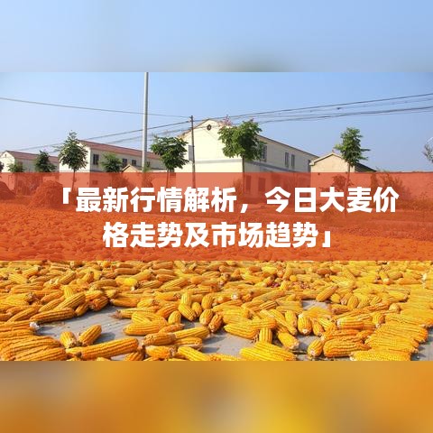 「最新行情解析，今日大麥價(jià)格走勢(shì)及市場(chǎng)趨勢(shì)」